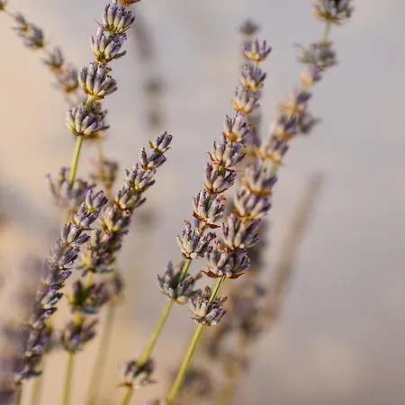 Lavender - With Free Parking 4*
